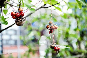 Two red glittering Christmas decoration balls hanging on red and white ribbons in a tree outside