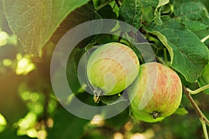 Two red-green apples on a brunch of a tree in a garden.