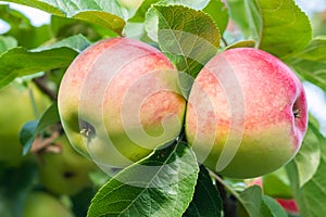 Two red-green apples on a tree in the garden