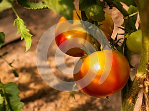 Two red-green tomatoes on a branch in a greenhouse