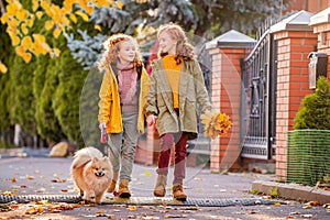 Two red-haired girls are walking down the street on a sunny autumn day. Walking with a small fluffy Pomeranian dog
