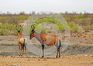Two Red Hartebeest Antelopes standing on the African Savannah