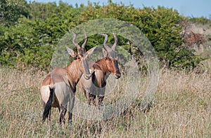Two Red Hartebeest standing in grass