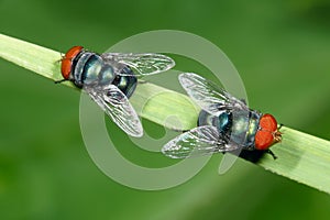 Two red-head flies photo