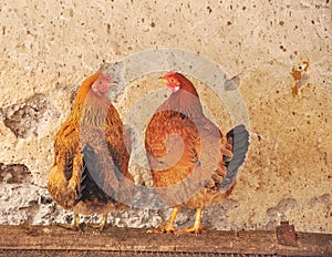 Two red hens in a chicken coop