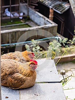 two Red hens on street in Chengyang village