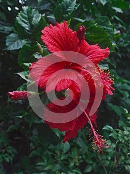 Two Red Hibiscus Flower Blossom in Garden photo