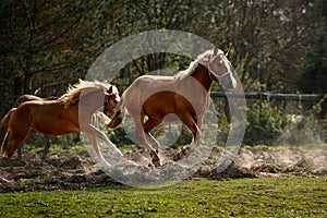 two red horses running at a gallop across a plowed field