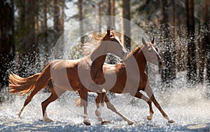 Two red horses running through the woods