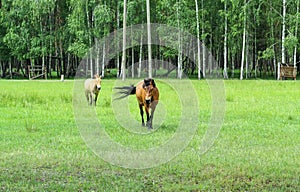 Two red horses walk on a green field near the forest