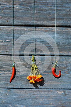 Two red hot chili peppers and marigold calendula bunch on old wall