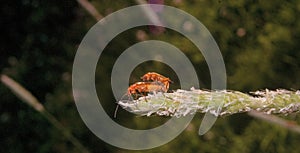 Two red insect
