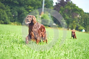 Two Red Irish setter dogs walking on the grass