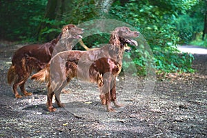 Two Red Irish Setters dogs in the forest photo