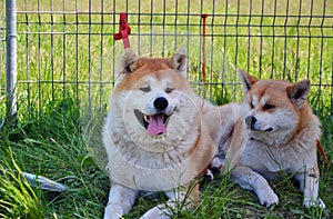 Two red Japanese Akita inu dogs with Urajiro resting near a fence