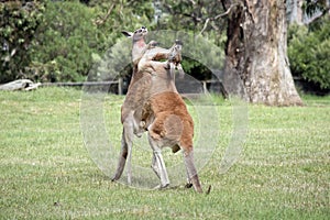 the two red kangaroo are using their tails to balance