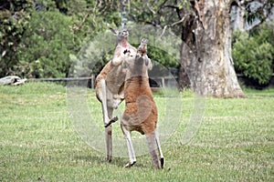 The two red kangaroo are using their tails to balance while kicking