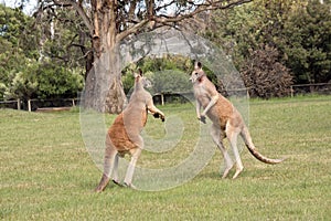 the two red kangaroosare taking a break from fighting