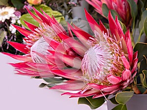 Two red king protea plants