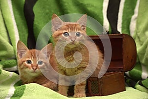 Two red kitten and box