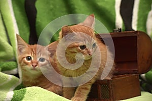 Two red kitten and box