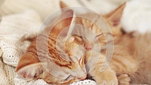 Two red kittens sleep on knitted white blanket. home pets,