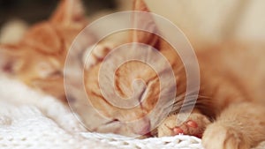 Two red kittens sleep on knitted white blanket. home pets,