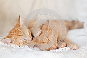 Two red kittens sleep on knitted white blanket. present at home pets, christmas concept.