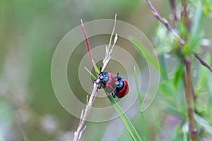Two red ladybug mate on stem. Spring czech nature, love background