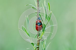 Two red ladybug mate on stem. Spring czech nature, love background