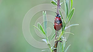 Two red ladybug mate on stem. Spring czech nature, love background