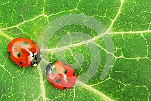 Two red ladybugs