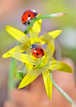 Two red ladybugs