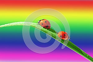 Two red ladybugs are sitting turned away on a green leaf of grass. Rainbow background.