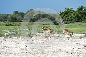 Two Red Lechwe's
