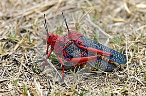 Two red locusts mating