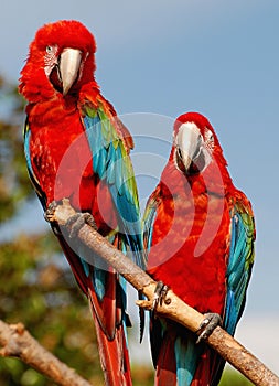 Two red macaw parrots on one branch