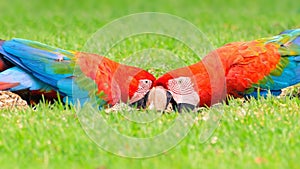 Two red macaws feeding of seeds on the ground.