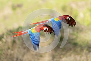 Two red macaws in flight over jungle in Costa Rica