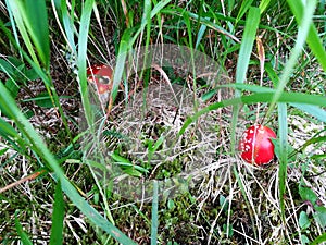 Two red mashrooms in the green earth covered partly by green leaves