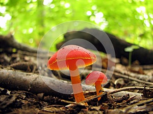 Two red mushrooms