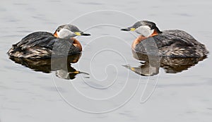 Two red-necked grebe Podiceps grisegena together