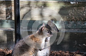 Two Red-necked Pademelons (Thylogale thetis) â€“ juvenile