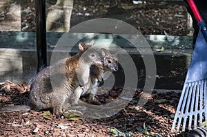 Two Red-necked Pademelons (Thylogale thetis) â€“ juvenile