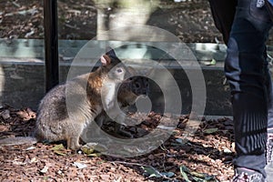 Two Red-necked Pademelons (Thylogale thetis) â€“ juvenile