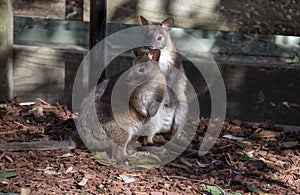 Two Red-necked Pademelons (Thylogale thetis) â€“ juvenile