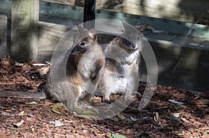 Two Red-necked Pademelons (Thylogale thetis) â€“ juvenile