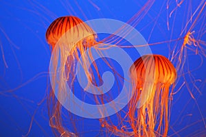 Two red-orange jellyfish