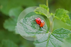 Two red and orange ladybugs is mating on a leaf of currant bush, one of them is without dots