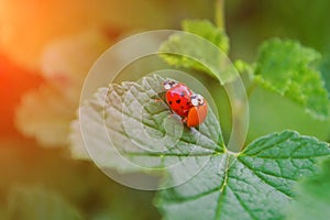 Two red and orange ladybugs is mating on a leaf of currant bush, one of them is without dots